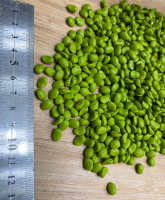 Damla Papatya ( No 15 ) Fıstık Yeşili 